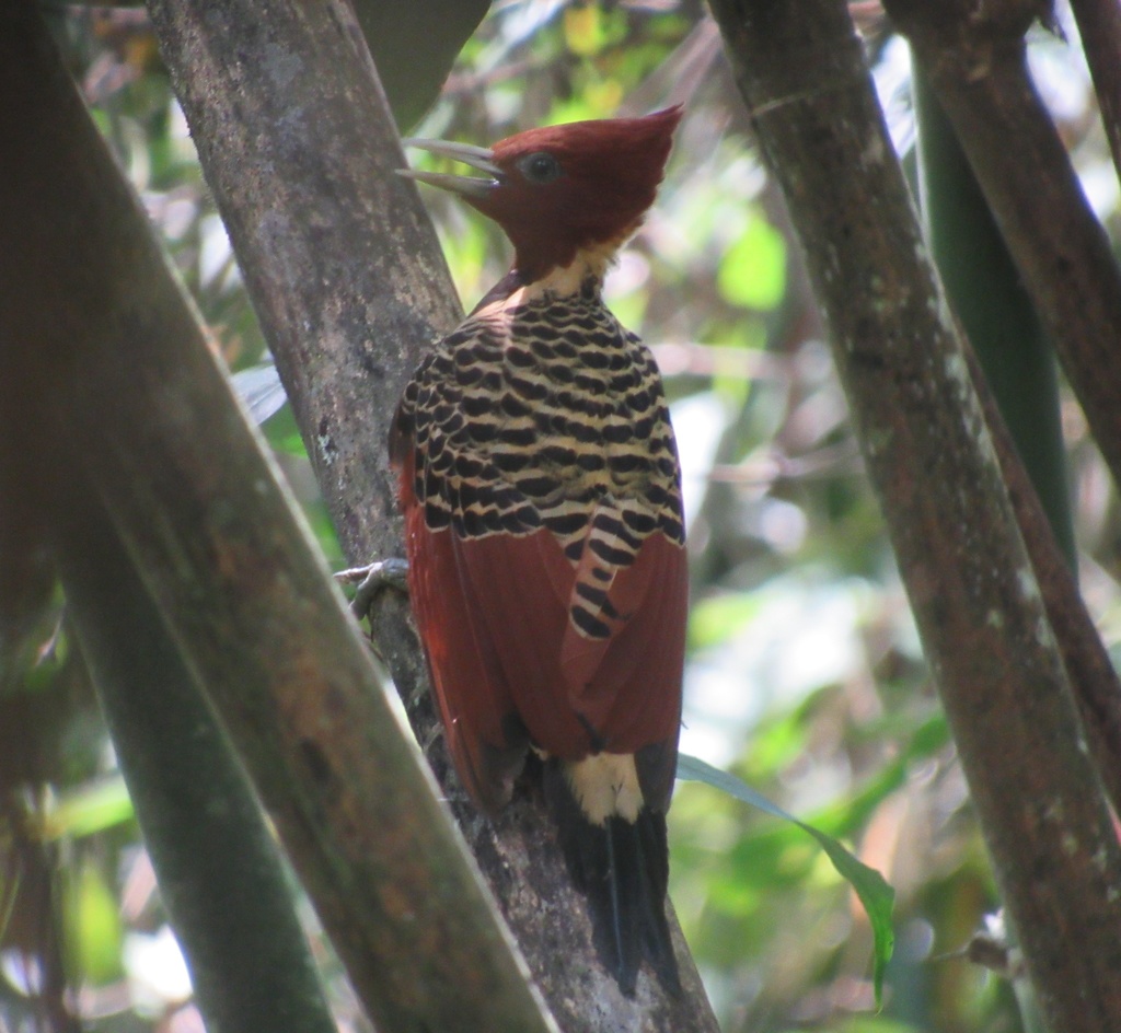Rufous-Headed Woodpecker
