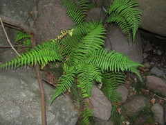 Amauropelta argentina