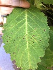 Cercospora hydrangeae