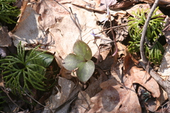 Hepatica americana