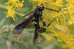 Metopiinae