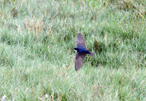 Blue-and-white Swallow (Pygochelidon cyanoleuca), photo 10