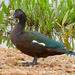 Muscovy Duck - Photo (c) Bernard DUPONT, some rights reserved (CC BY-SA)