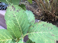 Cercospora hydrangeae