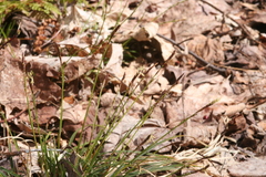 Carex gracilescens