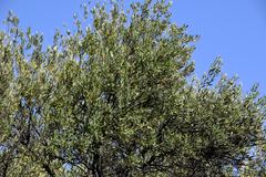 Olea europaea europaea