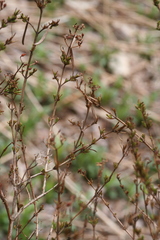 Hypericum denticulatum