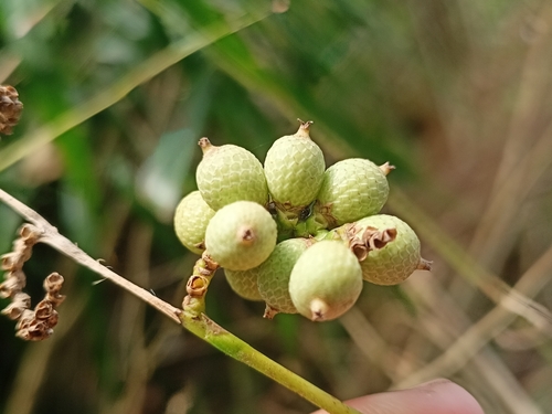 Calamus pseudomollis