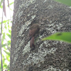 Lepidocolaptes fatimalimae