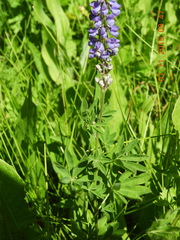 Lupinus parviflorus