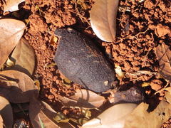 Hymenaea