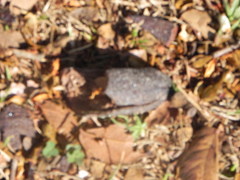 Hymenaea