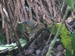 Sciaphylax hemimelaena