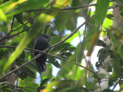 Thamnomanes schistogynus