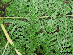 Dennstaedtia glauca