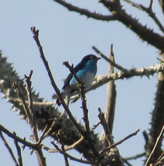 Dacnis lineata