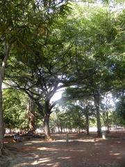 Copaifera langsdorffii