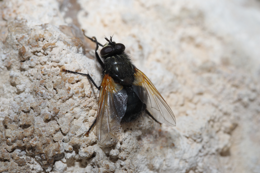 Mesembrina montana