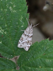 Scoparia ambigualis