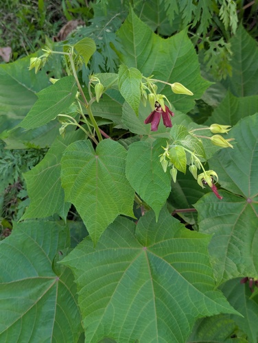 Devil's-cotton (Abroma augustum)