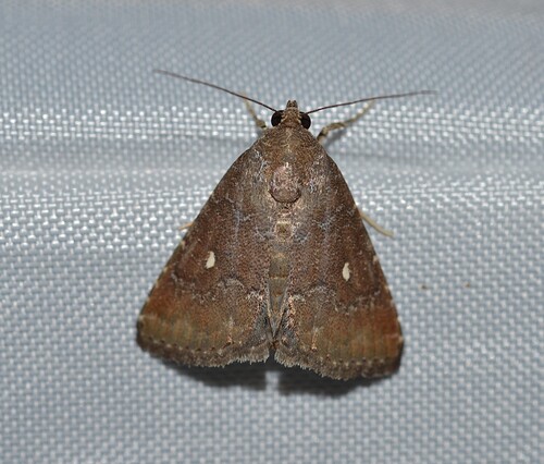Eight-spot Moth photo 5