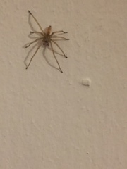 Araneae