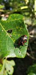 Pachycoris