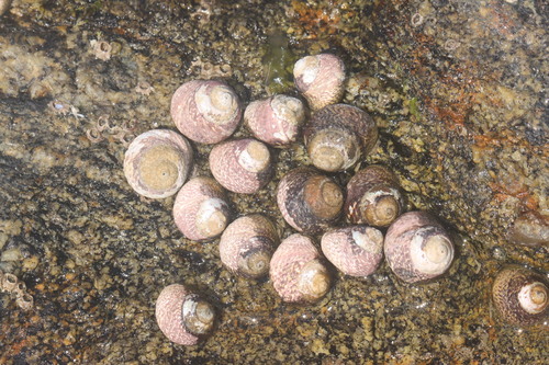 Phorcus lineatus