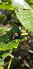 Pachycoris