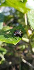 Pachycoris
