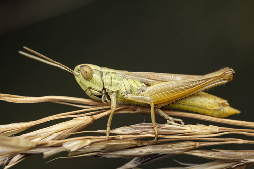 Common Straw Grasshopper, Haus2, Croatia, photo 6 of 10