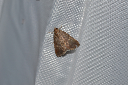 Eight-spot Moth photo 6
