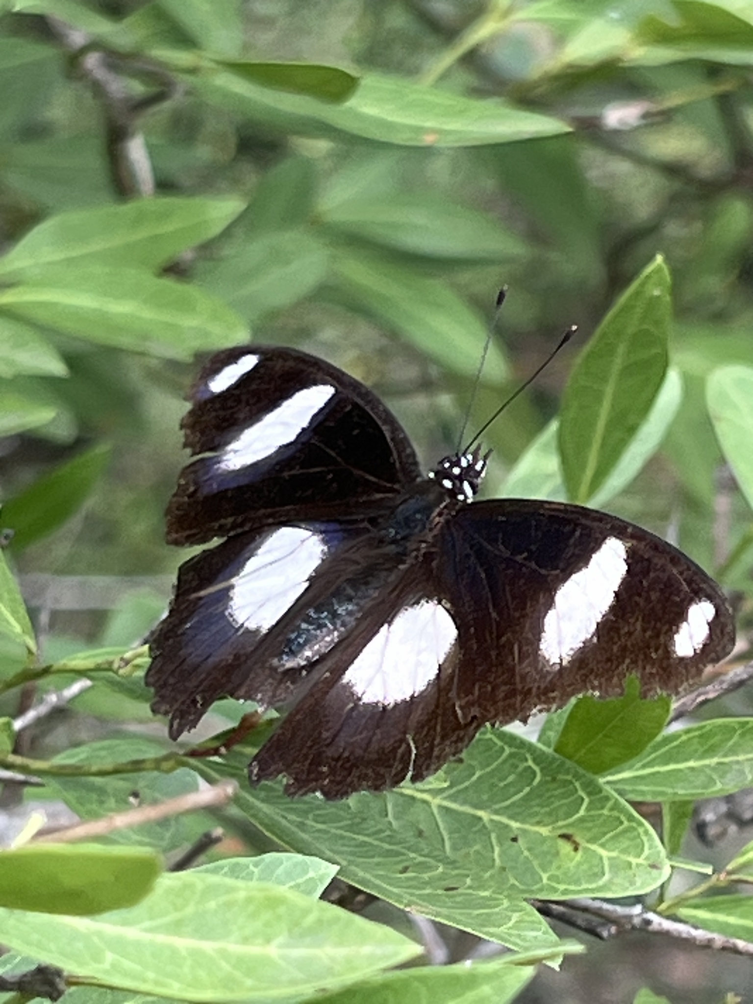 Danaid Eggfly