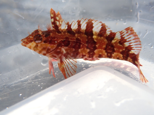 Bonte rifslijmvis (Malacoctenus versicolor) — Labrisomidae — 2