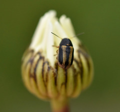 Cryptocephalus bilineatus