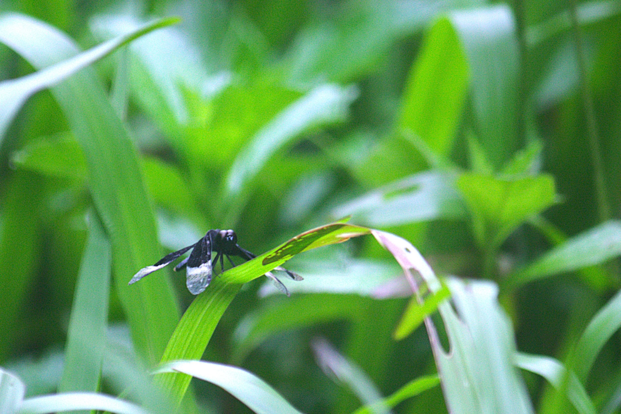 Pied Paddy Skimmer