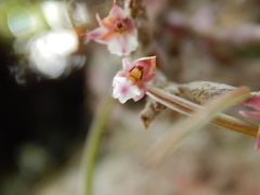 Scaphyglottis prolifera