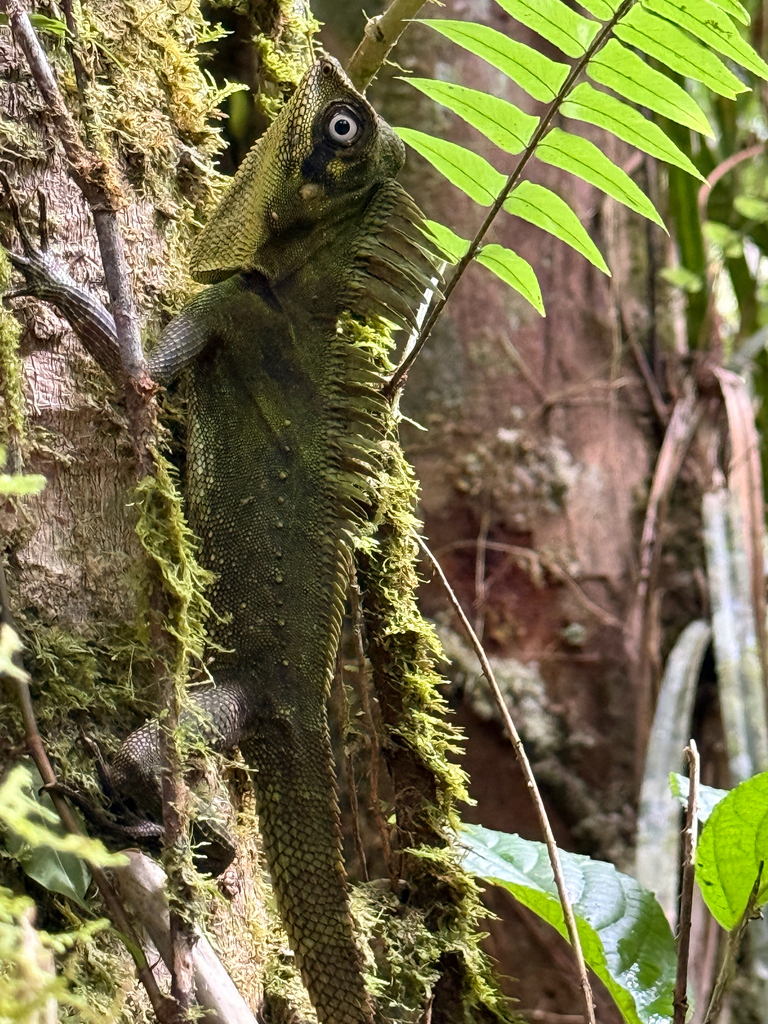 Kloss' Forest Dragon (Gonocephalus klossi)