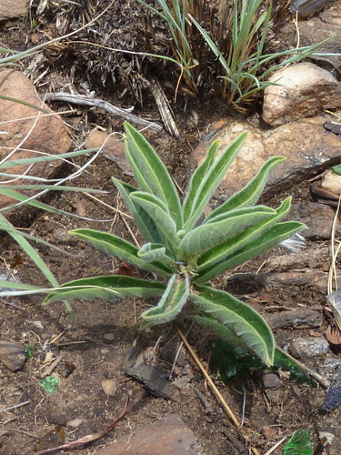 Raphionacme galpinii