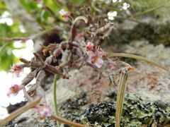 Scaphyglottis prolifera