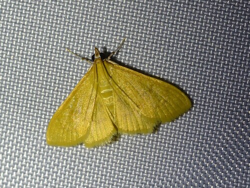 Loxomorpha flavidissimalis photo 3