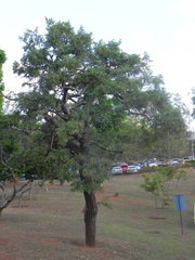 Dalbergia miscolobium