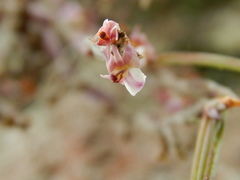 Scaphyglottis prolifera