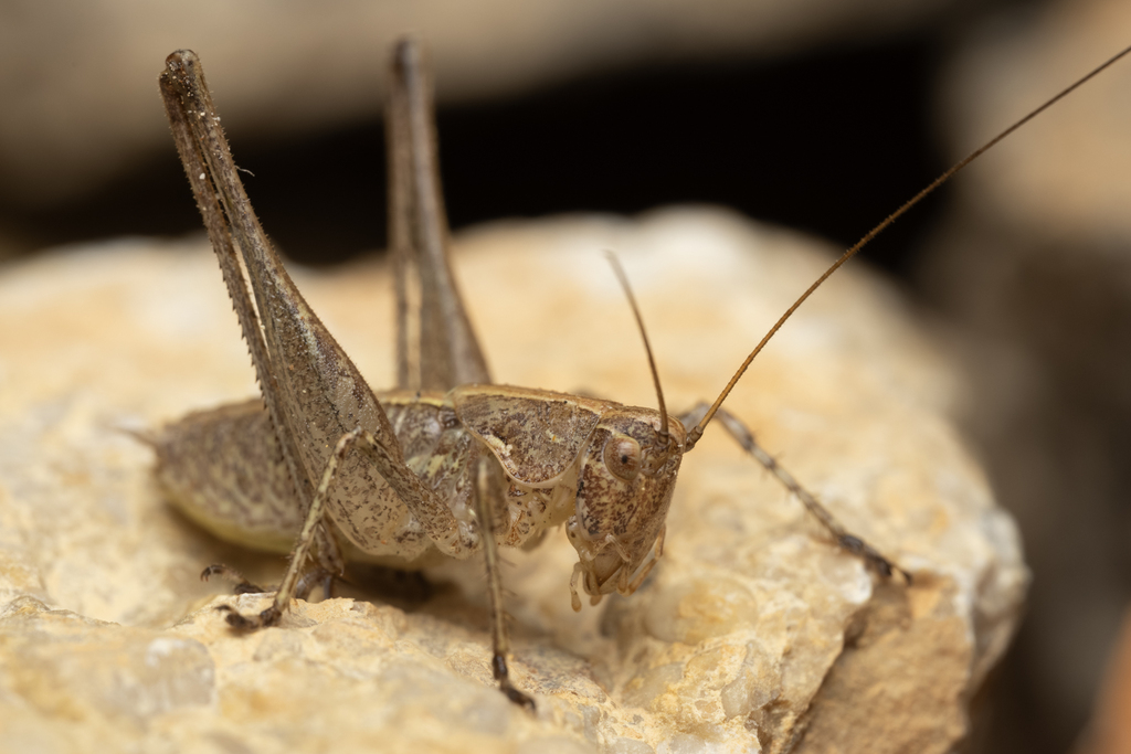 Mediterranean Bush-cricket