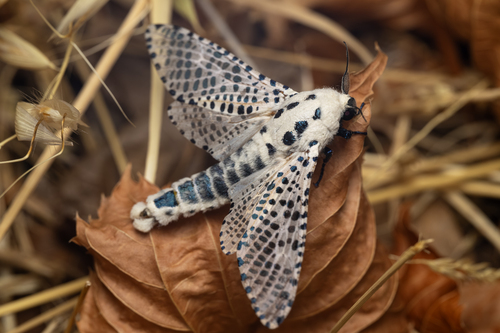 Wood Leopard Moth, photo 9 of 9