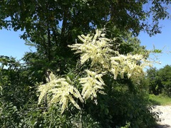 Apoplanesia paniculata