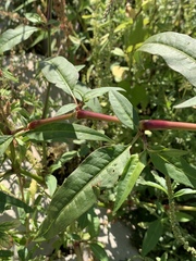 Persicaria