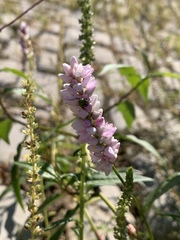 Persicaria