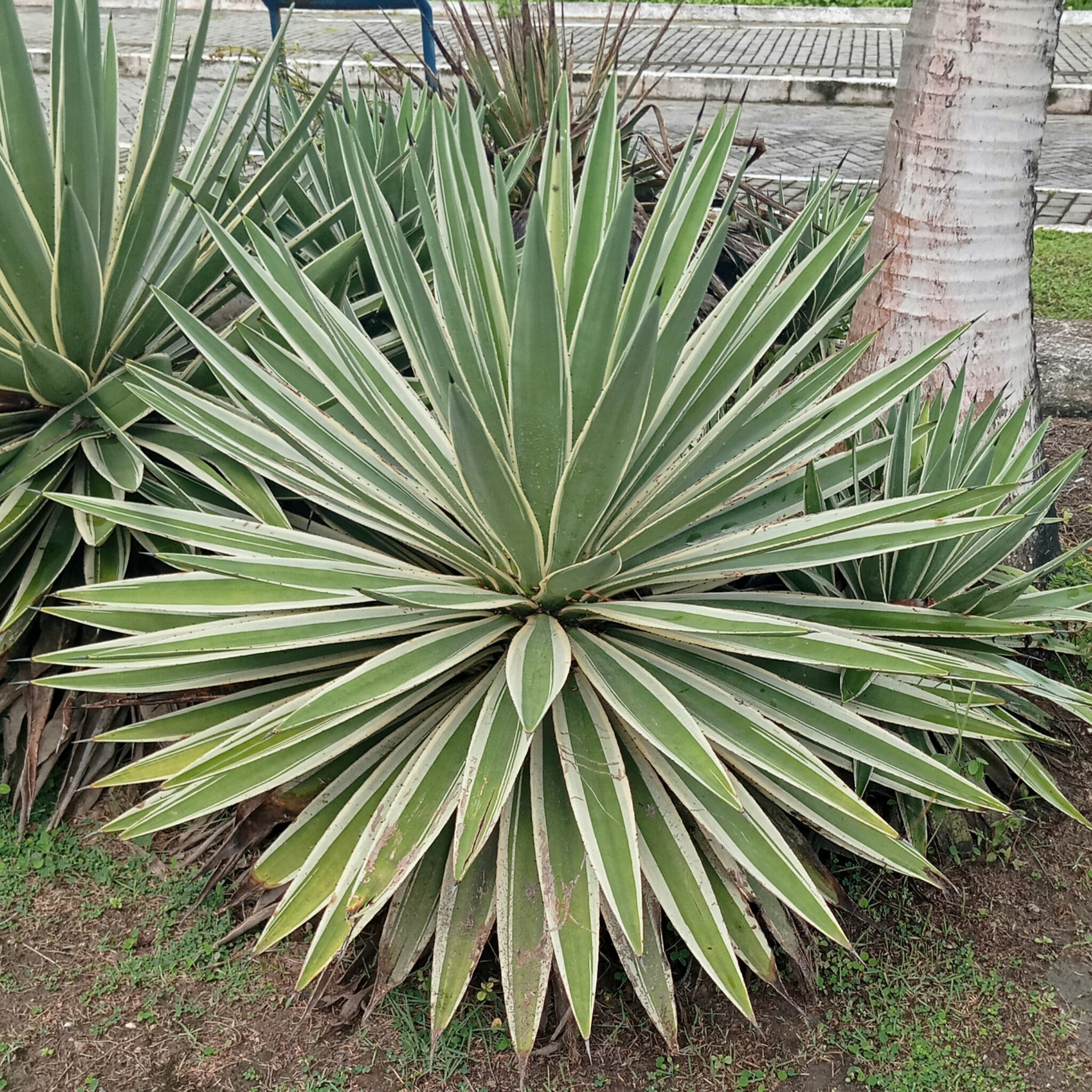Agave angustifolia