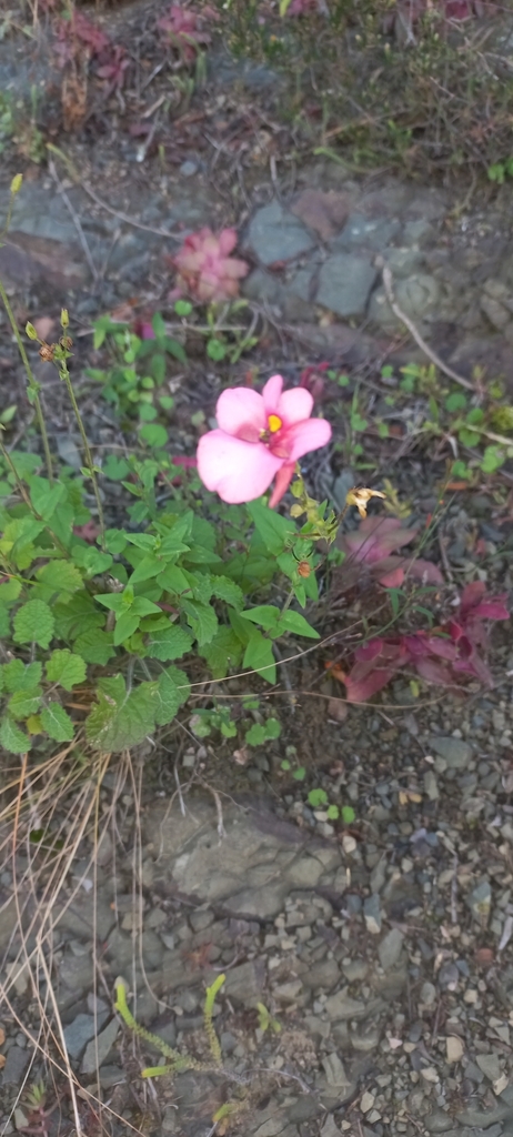 Diascia ramosa